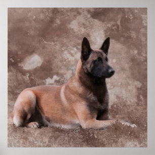 Affiche Berger belge malinois - Mechelaar