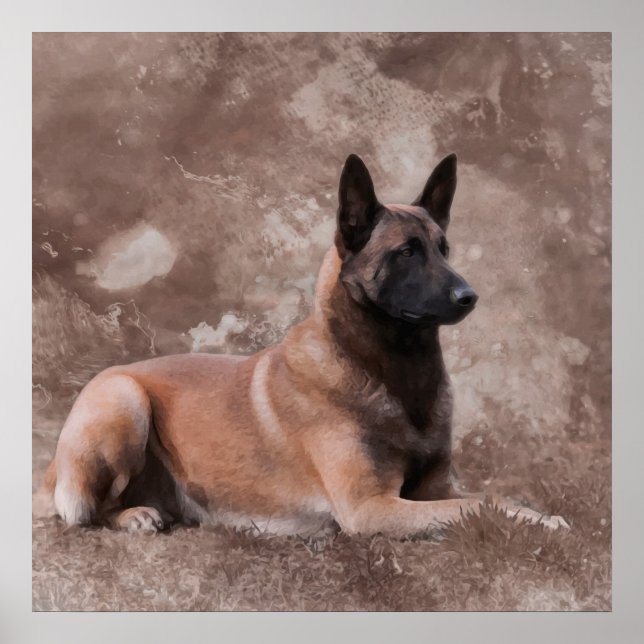 Affiche Berger belge malinois - Mechelaar (Devant)