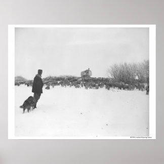 Affiche Berger et chien au camp des moutons