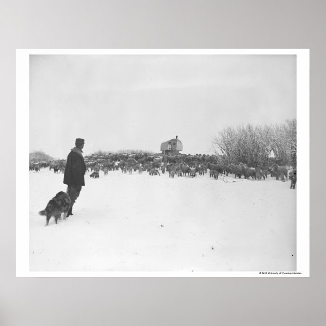 Affiche Berger et chien au camp des moutons (Devant)