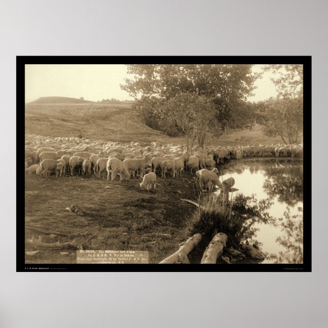 Affiche Berger et troupeau Dakota du Sud 1891 (Devant)