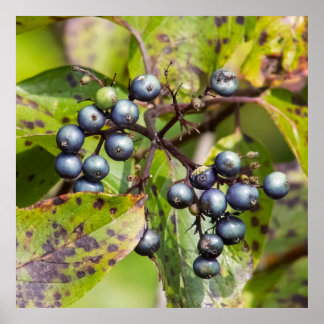 Affiche Berries on a Branch