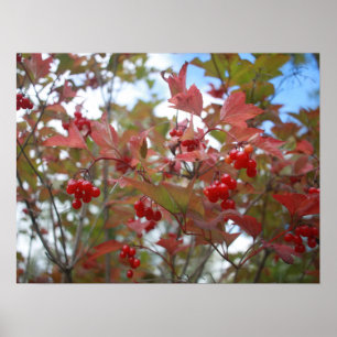 Affiche Berries Red Fall Leaf Autumn Garden Thankgiving