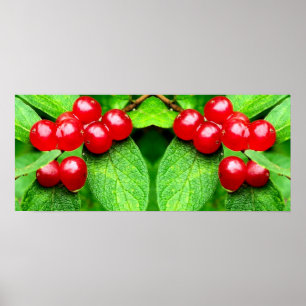 Affiche Berries rouges avec gouttes de pluie Miroir Abstra