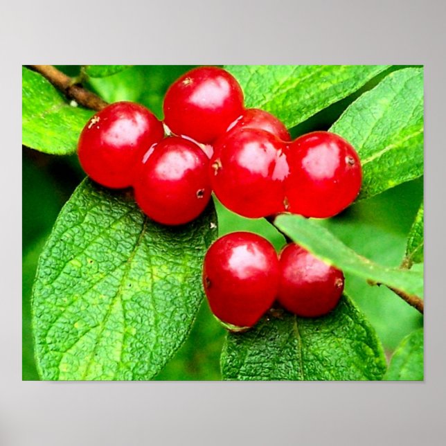 Affiche Berries Rouges Avec Raindrop Nature (Devant)