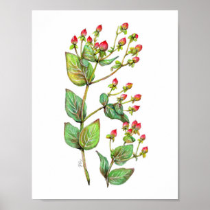Affiche Berry Hypericum rouge