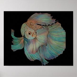 Affiche Beta Fish par Carol Zeock