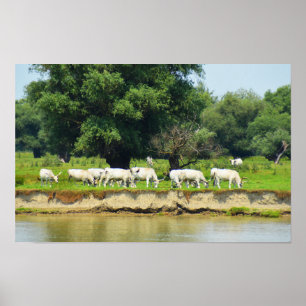 Affiche Bétail blanc et rivière Danube