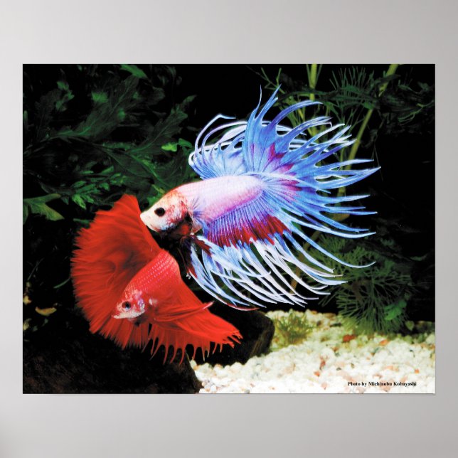 Affiche Bettaの ポ ♥ タ  (Devant)