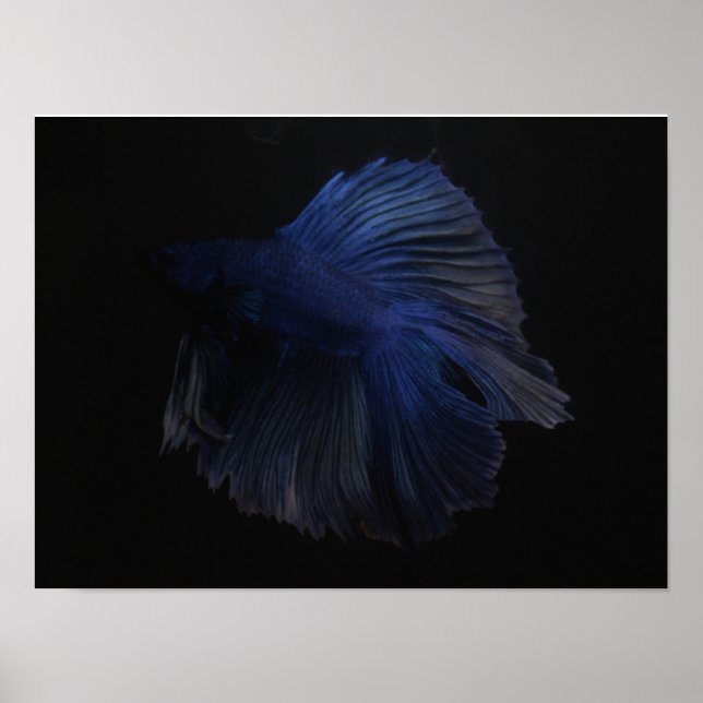 Affiche Betta animal de poisson (Devant)