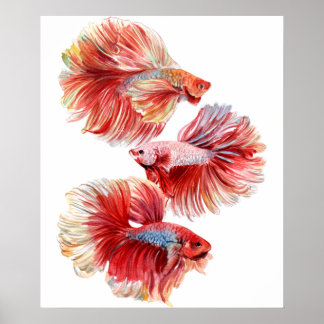Affiche Betta fish