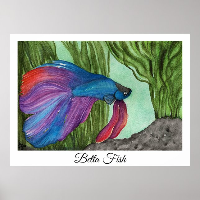 Affiche Betta fish (Devant)