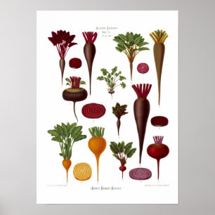 Affiche Betteraves