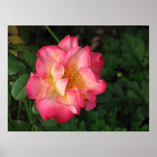 Affiche Betty Boop - 24 mai 2009 139 (Devant)