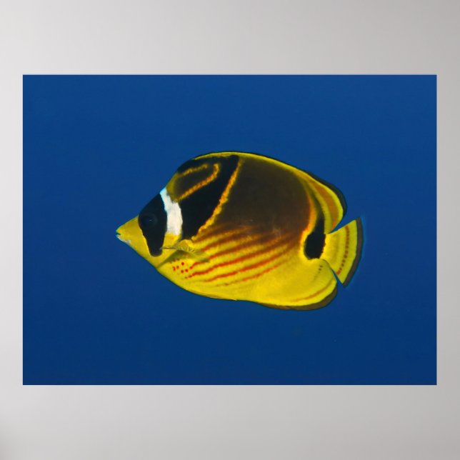 Affiche Beurre de Racon (Devant)