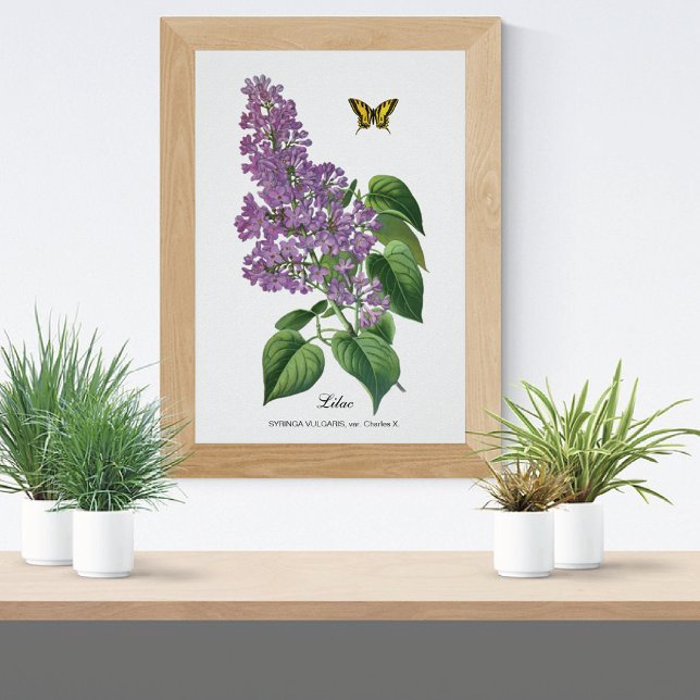 Affiche Beurre Lilac Botanique Jean Bois (Créateur téléchargé)