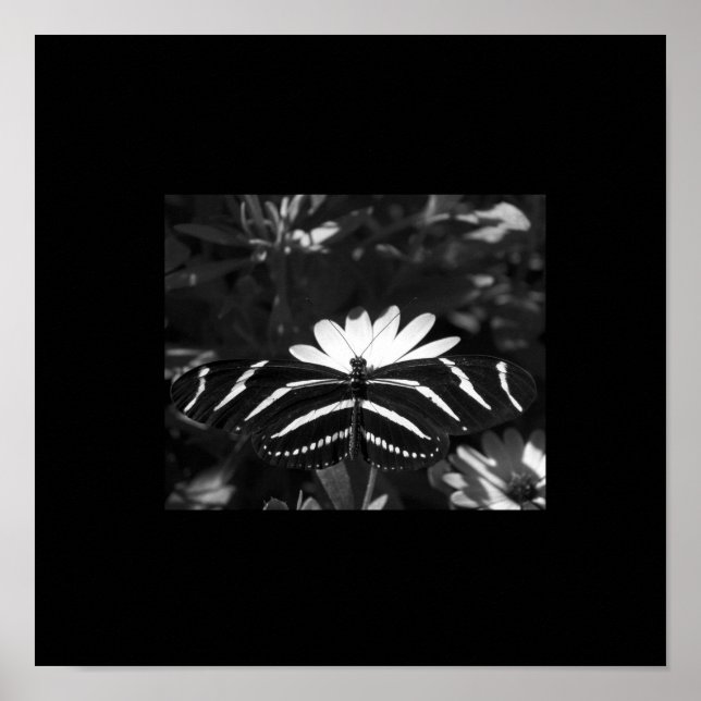 Affiche Beurre Zèbre B&W en noir (Devant)