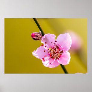 Affiche Bezaubernde Blumen für die Wand