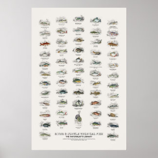 Affiche Bibliothèque du naturaliste : poissons tropicaux d