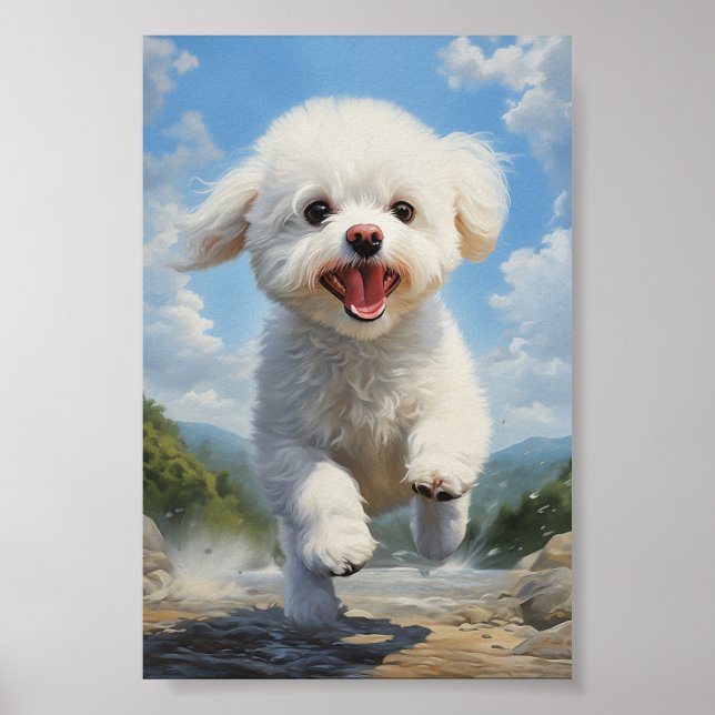 Affiche Bichon Frise (Devant)