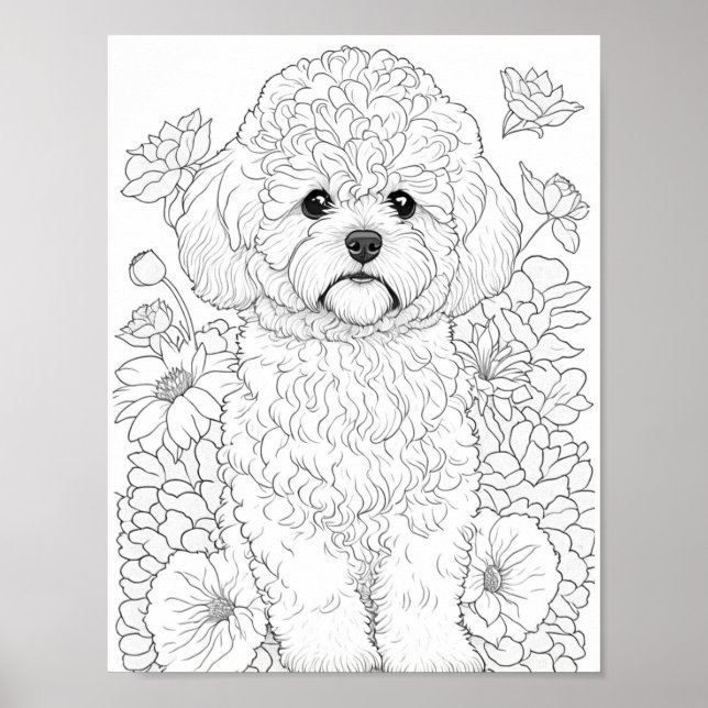 Affiche Bichon Frise Coloration adulte (Devant)
