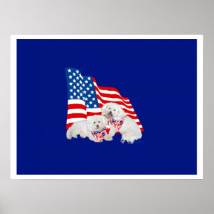 Affiche Bichon frisé drapeau américain