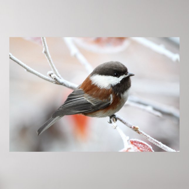 Affiche Bickadee en hiver (Devant)