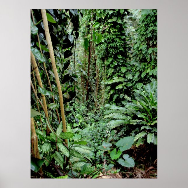 Affiche Bienvenue dans la Jungle (Devant)