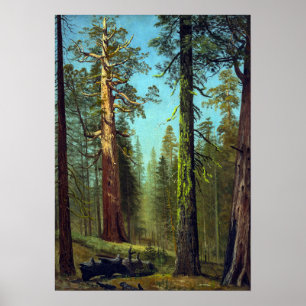 Affiche Bierstadt - Grizzly Giant Sequoia Mariposa Grove