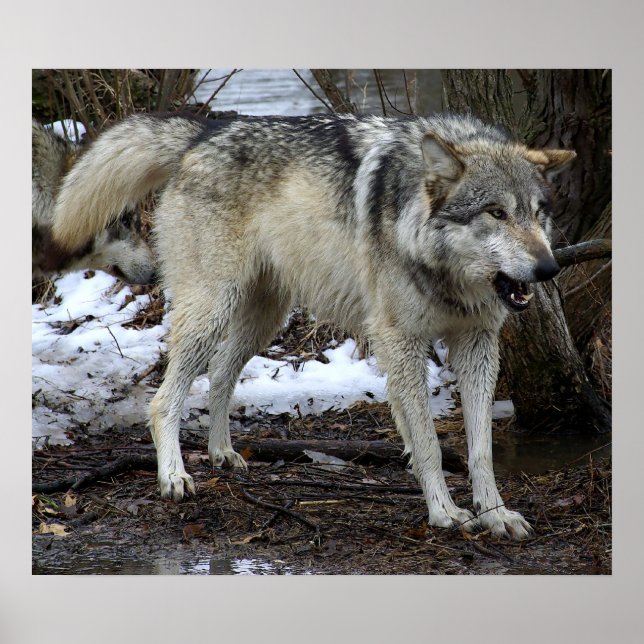 Affiche Big Bad Wolf (Devant)