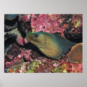 Affiche Big Green Moray