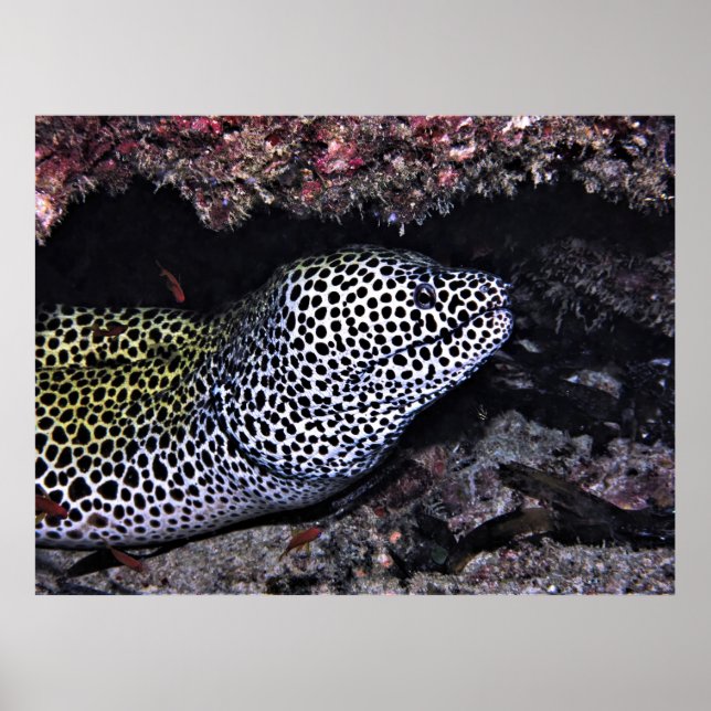 Affiche Big Leopard Moray (Devant)