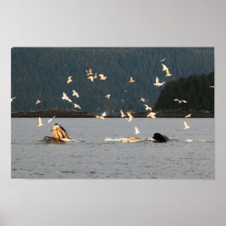 Affiche big mouth humpback