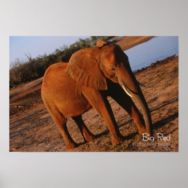 Affiche Big Red (Devant)