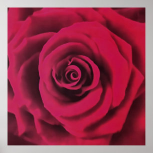 Affiche Big Red Rose