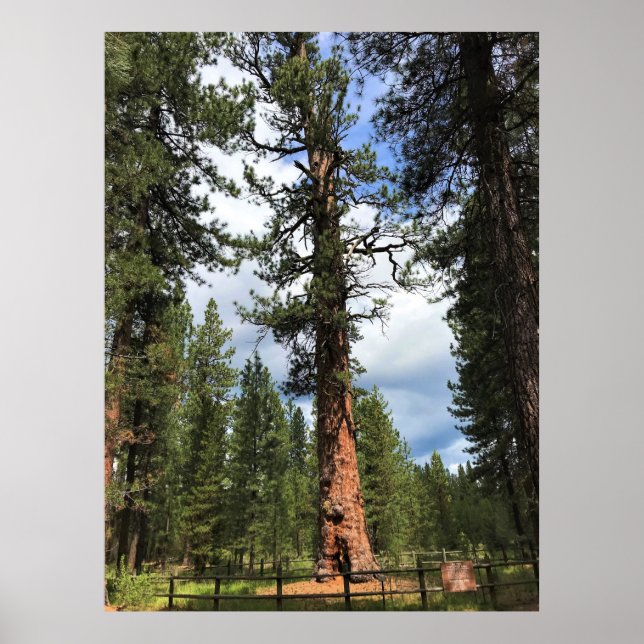 Affiche Big Red Tree, La Pine OU (Devant)