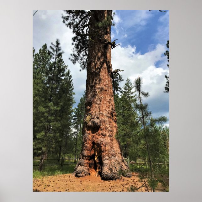 Affiche Big Red Tree, La Pine OU (Devant)