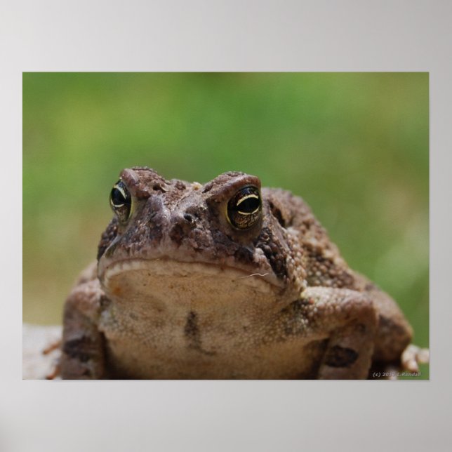 Affiche Big Toad (Devant)