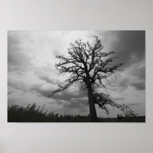 Affiche Big Tree, Glacier Ridge Metropark, Dublin, Ohio