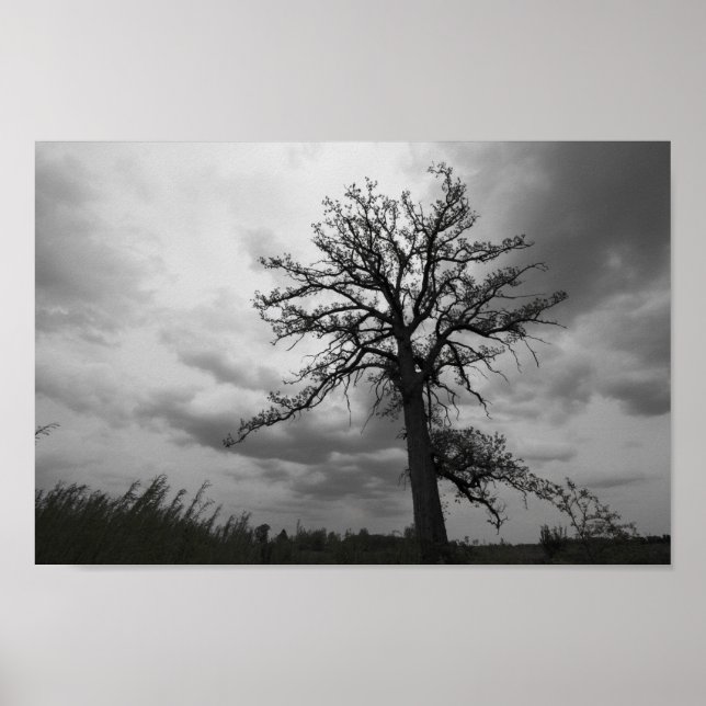 Affiche Big Tree, Glacier Ridge Metropark, Dublin, Ohio (Devant)