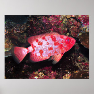 Affiche Bigeye
