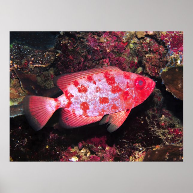 Affiche Bigeye (Devant)