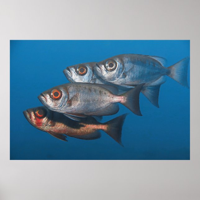 Affiche Bigeyes (Devant)