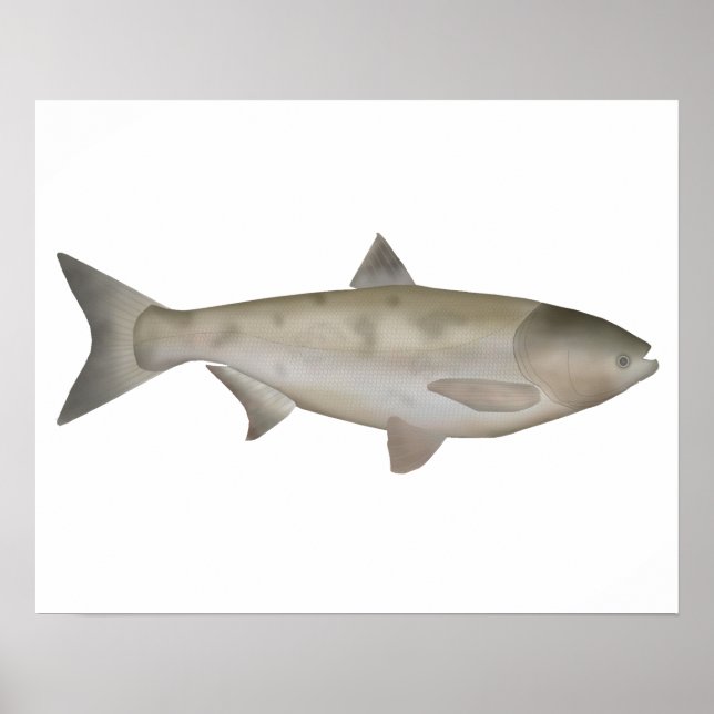 Affiche Bighead Carp (Devant)