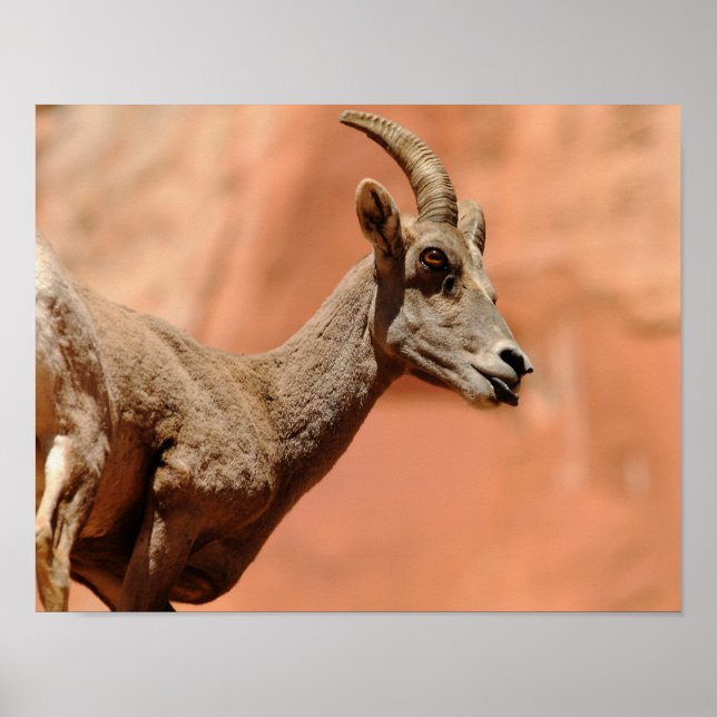 Affiche Bighorn Sheep (Devant)