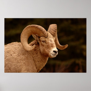 Affiche Bighorn Sheep