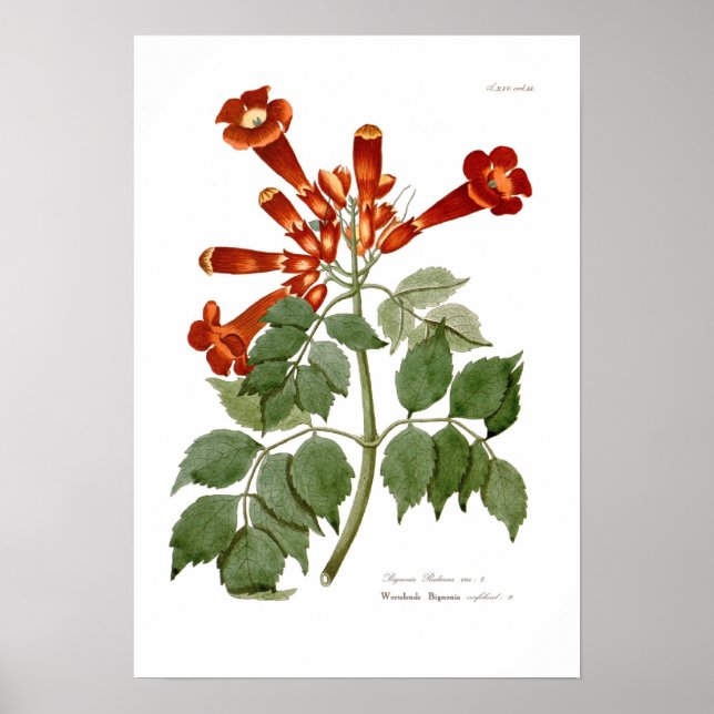 Affiche Bignonia radicans (Devant)