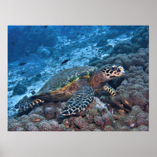 Affiche Billet de foulard de Raja Ampat