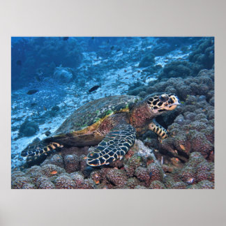 Affiche Billet de foulard de Raja Ampat