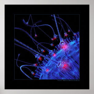 Affiche Biologie : attraction